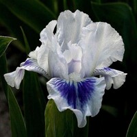 Iris Ajax The Less