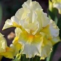 Iris Fun In The Sun