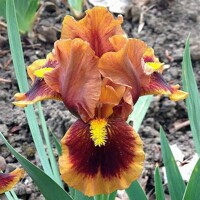 Iris Gingerbread Trim