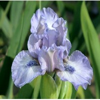 Iris Little Steps