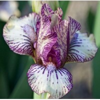 Iris Beetle Juice