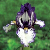 Iris Attack Kat