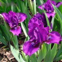 Iris Bourgedis