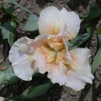 Iris Broad Grin