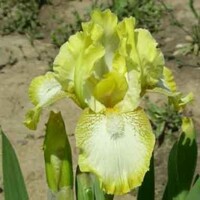 Iris Thrifty