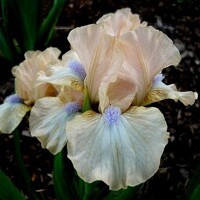 Iris Classic Accent