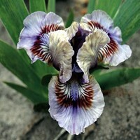 Iris Posing