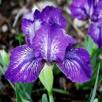 Iris Court Magician