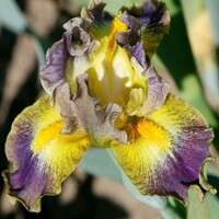Iris Sun Going Down