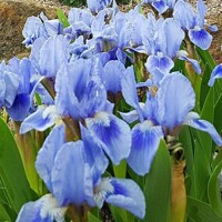 Iris Bohemian Sky