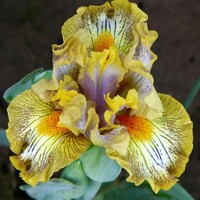Iris Catnip