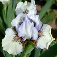 Iris Praise