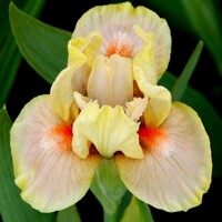 Iris Segue
