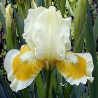 Iris Break Yolk