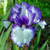 Iris Peep Show