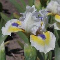 Iris A Little Good News