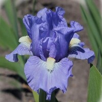 Iris Clear Blue Waters