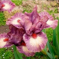 Iris Raspberry Ice