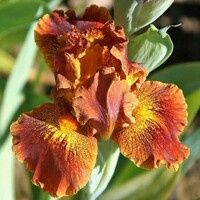 Iris Basket Of Goodies