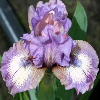 Iris Rufflemania