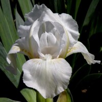 Iris White Gem