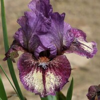Iris Caarton Characters
