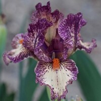 Iris Dramedy