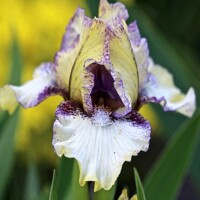 Iris Ambitius One