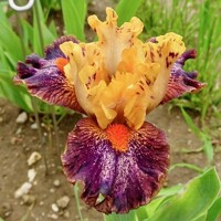 Iris Alana