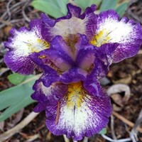 Iris Gift Of Gab