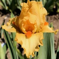 Iris Cosmonaut