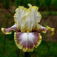 Iris Whispering Spirit