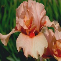 Iris Simply Coral