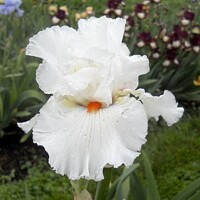 Iris Silent Fire