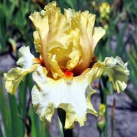 Iris Passionately Yours