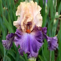 Iris Country Picnic