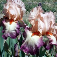 Iris No Other Love