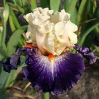 Iris Jazzy Night