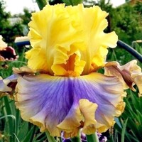 Iris Barbra