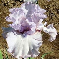 Iris Double Platinum