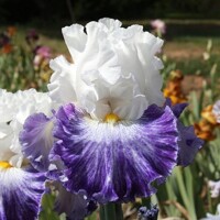 Iris Cool Creek