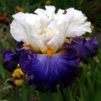Iris Golem