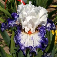 Iris Venetian Tapestry