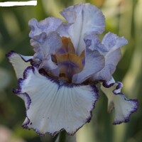 Iris Lavender Whirl