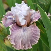 Iris Magic Trick