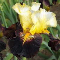 Iris Lording It