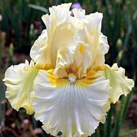 Iris Bring Me Diamonds