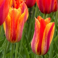 Tulipany El Nino - 3 ks v balení