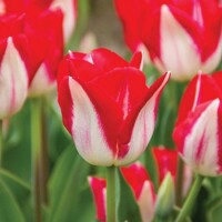 Tulipany Kissable - 3 ks v balení