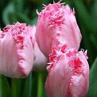 Tulipany Edinbourgh - 3 ks v balení